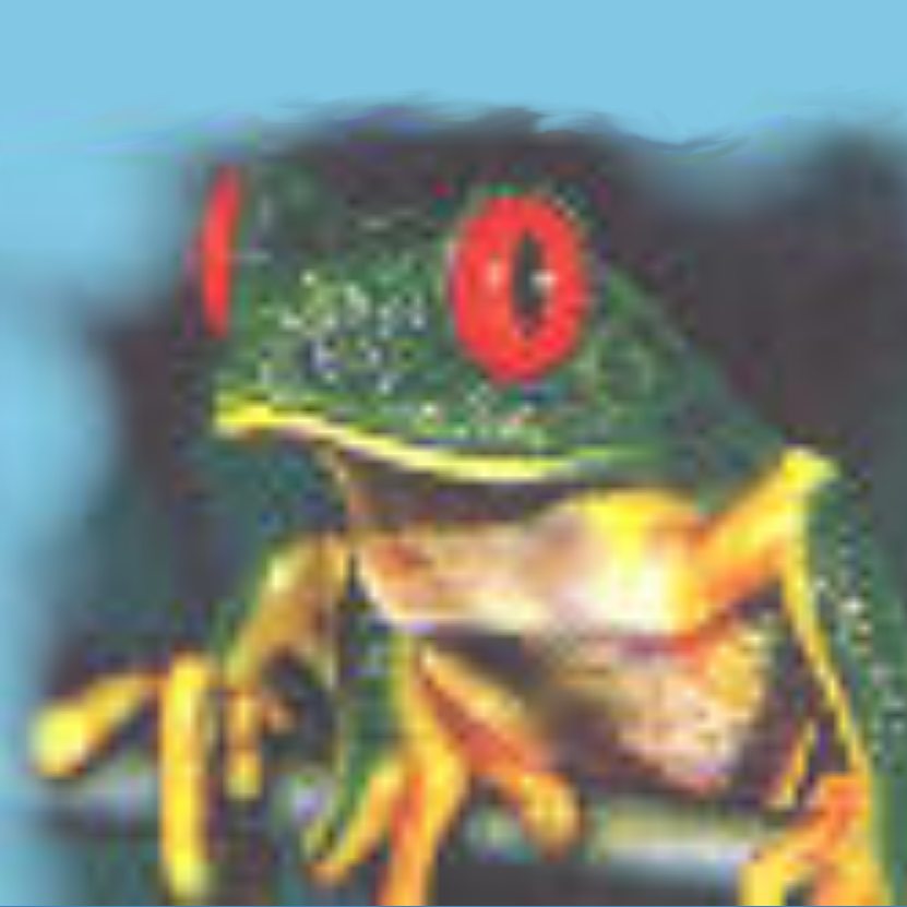 The Frog Council thumbnail